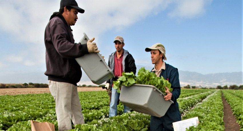 Lettuce harvest