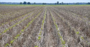 Cover crops supressing pigweed