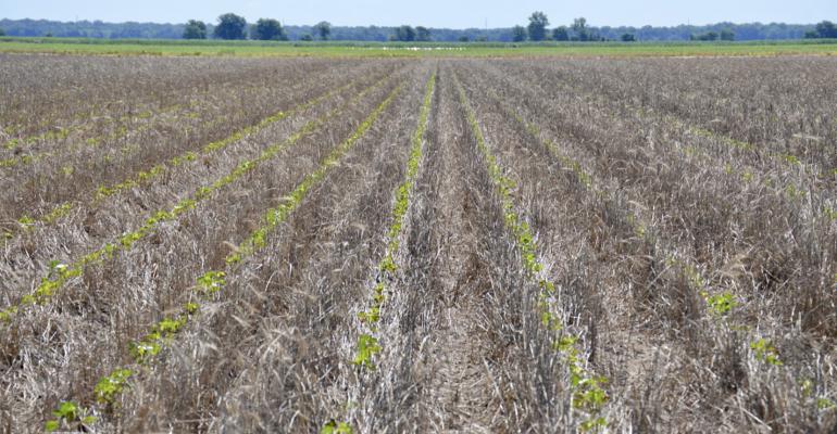 Cover crops supressing pigweed Cover crops supressing pigweed