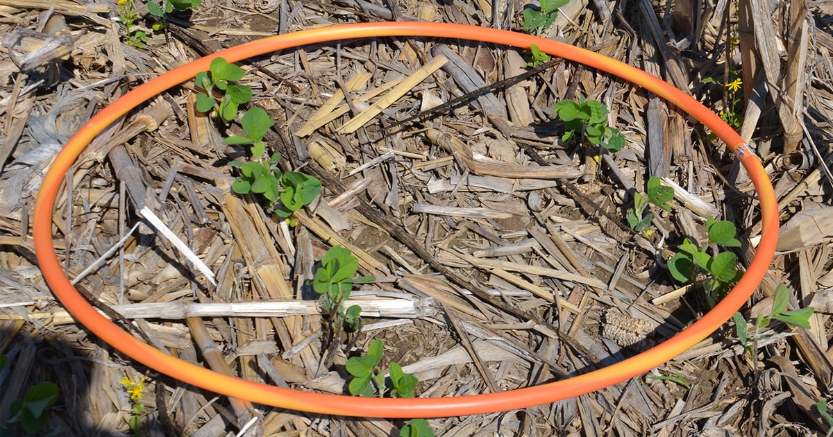 Soybean stand counts Check plant populations for maximum yield