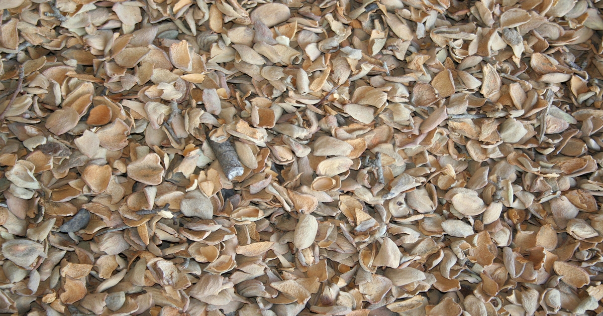 Stockpiled almonds all about mold and moisture control