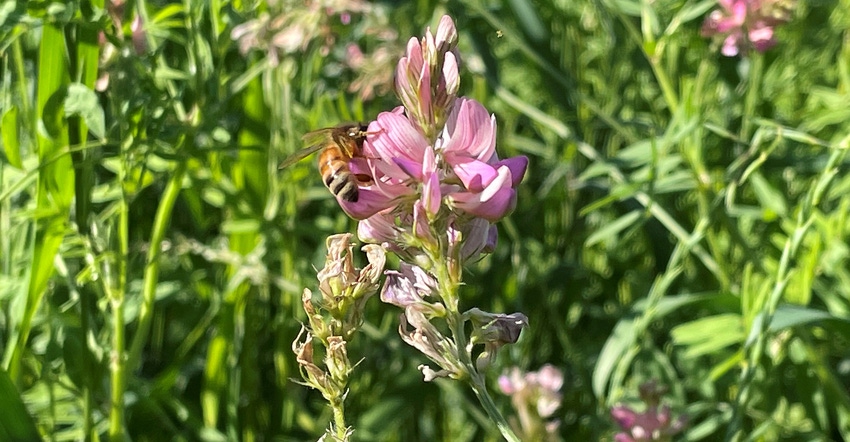 be resting on a Sainfoin plant