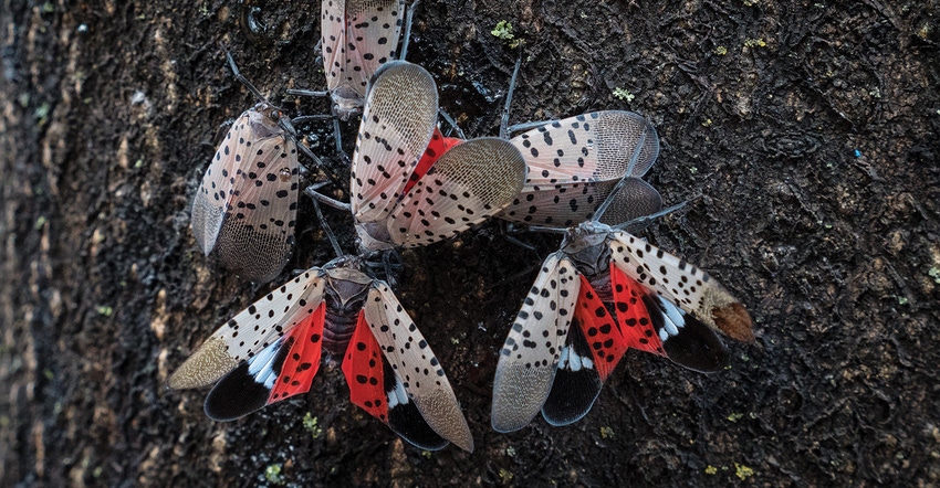 TNFP1103-USDA-spotted-lanternfly.jpg TNFP1103-USDA-spotted-lanternfly.jpg