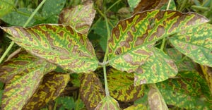 Leaves of soybean plants infected with sudden death syndrome 