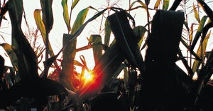 closeup of corn field in sunset