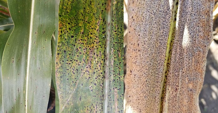 tar spot progression on corn leaves