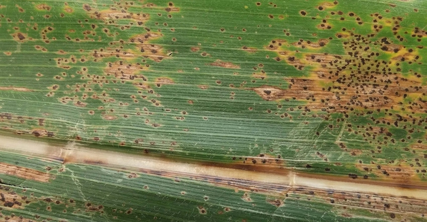 signs of tar spot on a corn leaf