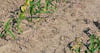 GMOs haven't eradicated minor corn insects, they are still around