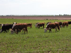 Cattle grazing wheat pasture