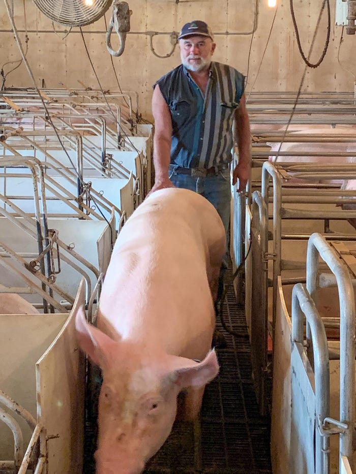 A man moving a pig in a farrowing barn
