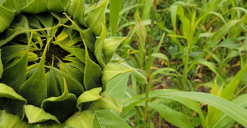 swfp-shelley-huguley-cover-crop-sunflower-21.jpg swfp-shelley-huguley-cover-crop-sunflower-21.jpg