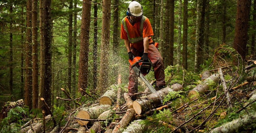 Forest Worker Thinning Trees