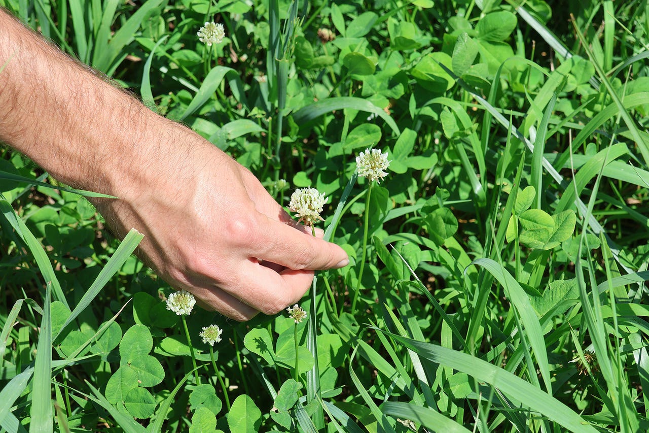 Hand holds white clover bloom