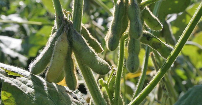 green soybean pods up close
