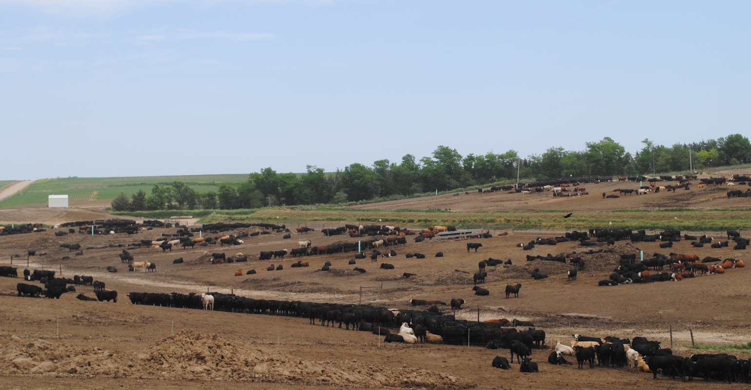 Livestock bring economic benefits to community