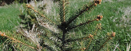 choose_nebraska_grown_christmas_tree_season_1_634889370814892000.jpg