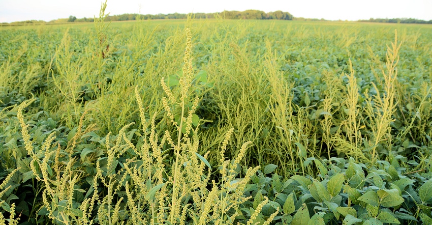 waterhemp waterhemp