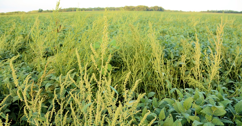 waterhemp