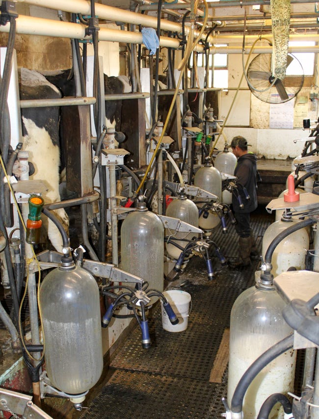 An employee works in the milking barn