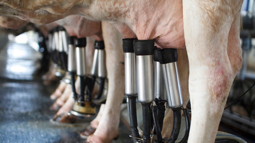 cows being milked