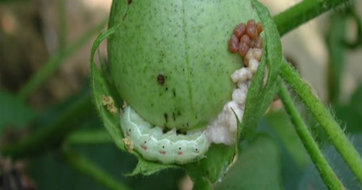 Moth trapping Different moth traps for research and onfarm use