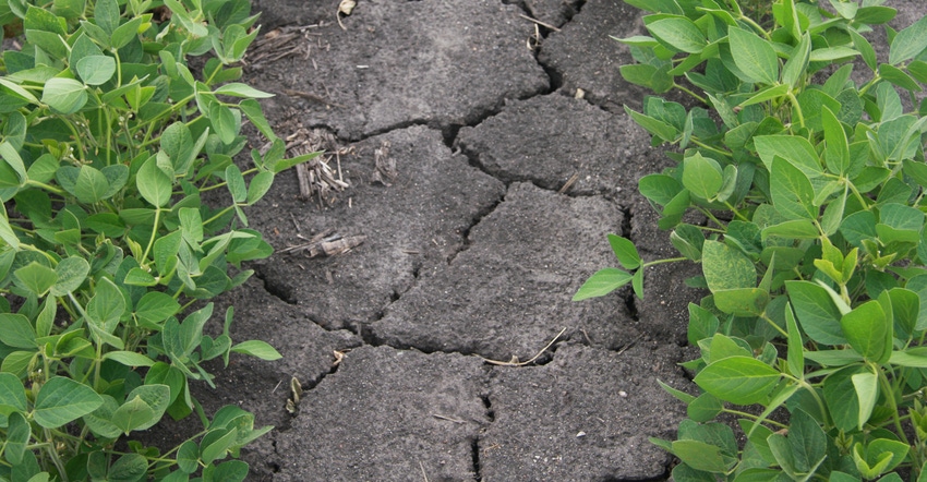 cracked dry soil in soybean field