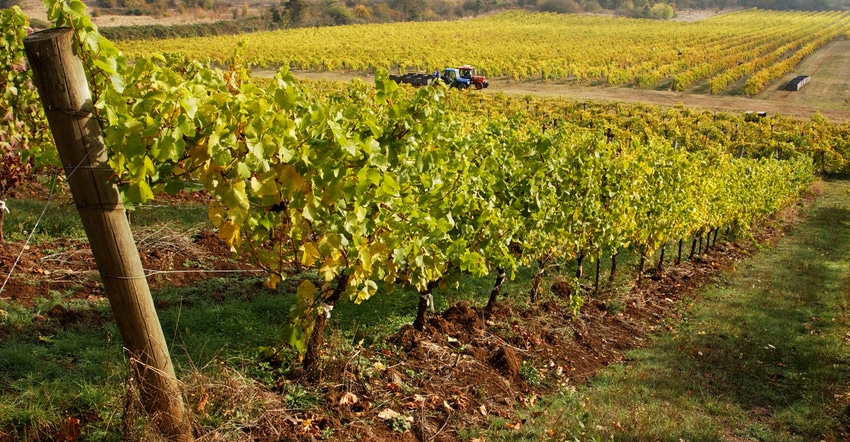trees in vineyard trees in vineyard