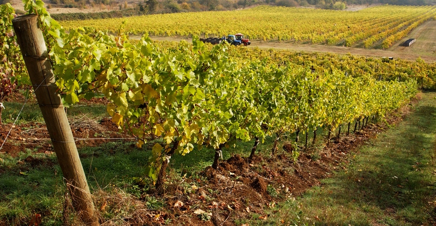 trees in vineyard