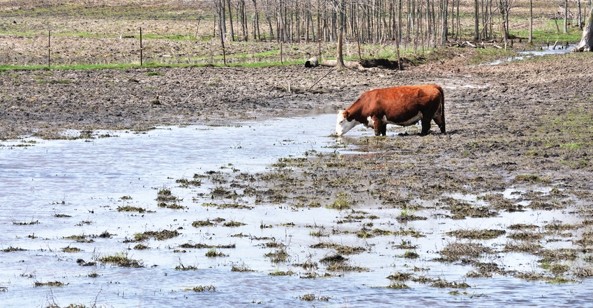 Hereford in muddy pasture
