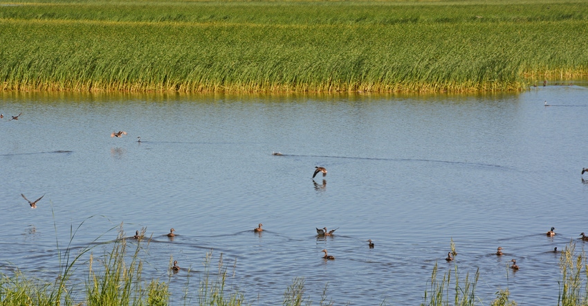 duck swimming in wetlands area