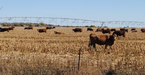 Cattle grazing in cornfield during winter