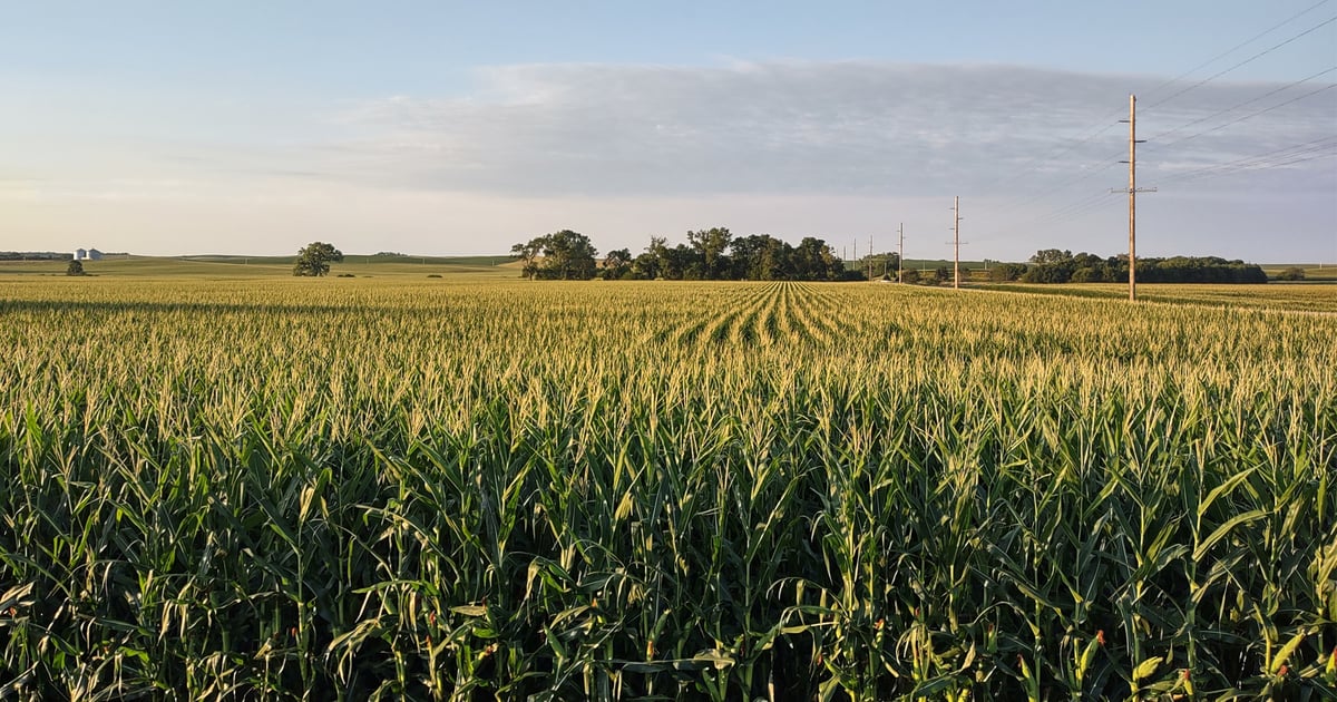 Corn disease picture differs from last season