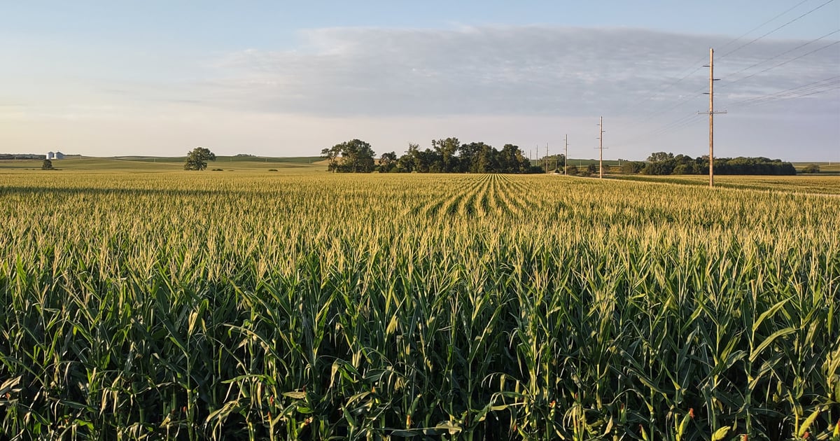 Corn disease picture differs from last season