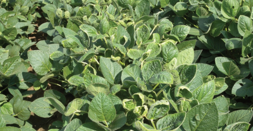 soybeans cupping and puckering 