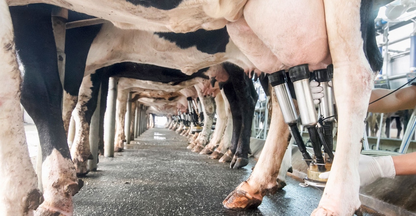 rows-cows-being-milked-Getty-508194456-web.jpg