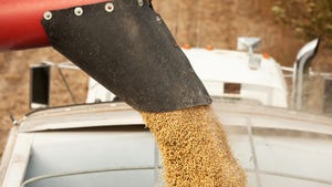 Auger unloading soybeans into grain trailer