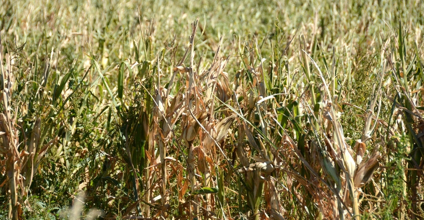 damaged cornfield in Iowa