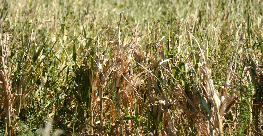 damaged cornfield in Iowa damaged cornfield in Iowa