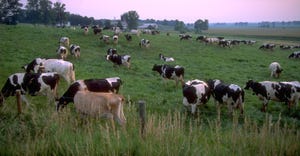 herd of Holstein cows graze in pasture at sunset