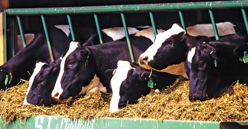 Dairy cows at feeder