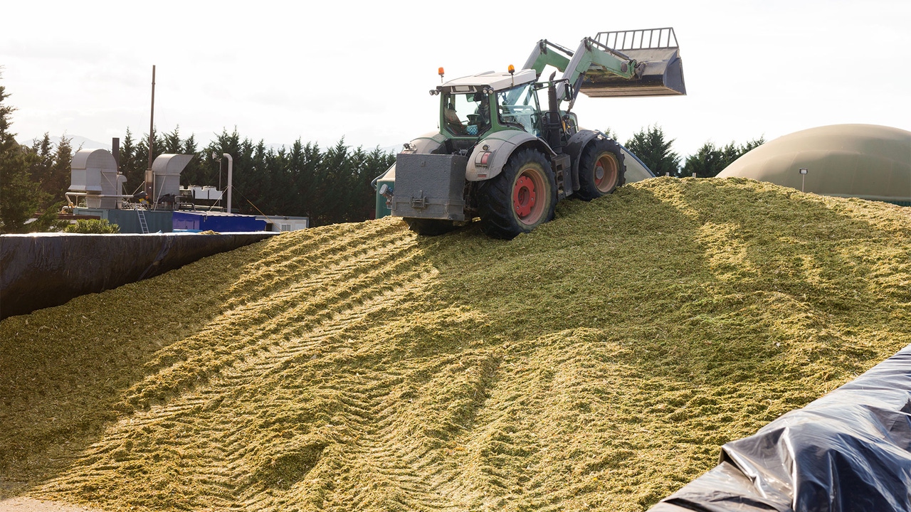 When silage runs low, don’t rush new crop