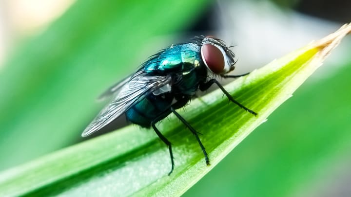 New screwworm facility opens in Mexico to combat pest threat