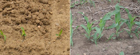 difference_nine_days_makes_young_corn_1_635372573338926000.jpg