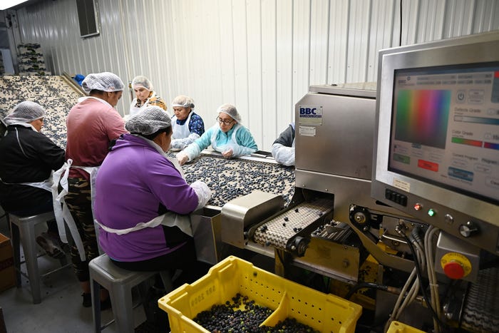 Workers sorting blueberries on a machine