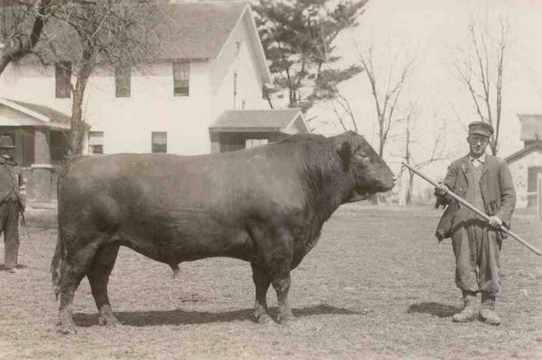 bull named Protector at Pinney-Purdue in 1921
