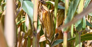 dfp-adismukes-corn-close-to-harvest.JPG