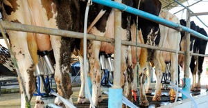 Milking cows in dairy parlor