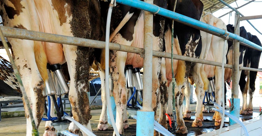 Milking cows in dairy parlor Milking cows in dairy parlor
