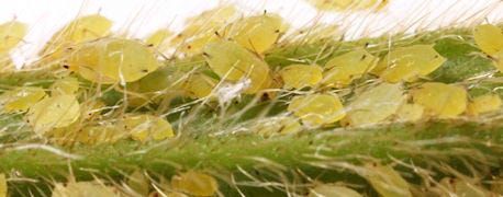 time_watch_soybean_aphids_indiana_1_635131909345774548.jpg
