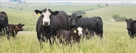 more_cattle_forage_yield_less_greenhouse_gas_1_635965886700187313.jpg